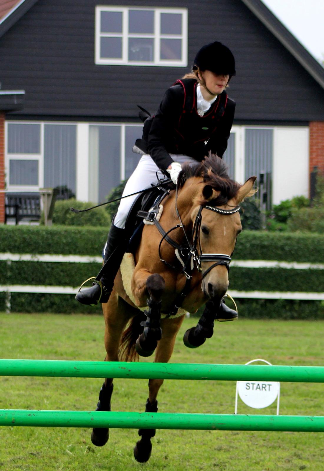 DSP Anemone Wales  - Anemone's første springstævne. Her i en LD :-) ♡ Lindgreen photography ♡ billede 10