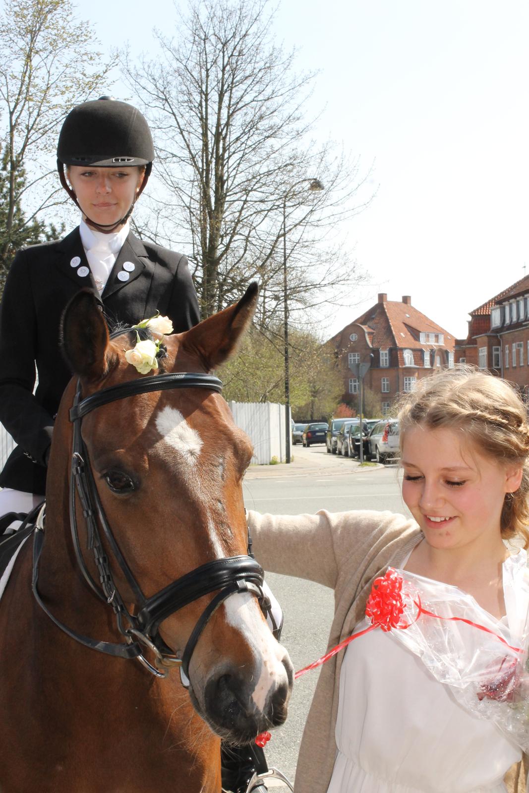 DSP Toftegårdens Alcazar B-pony billede 14