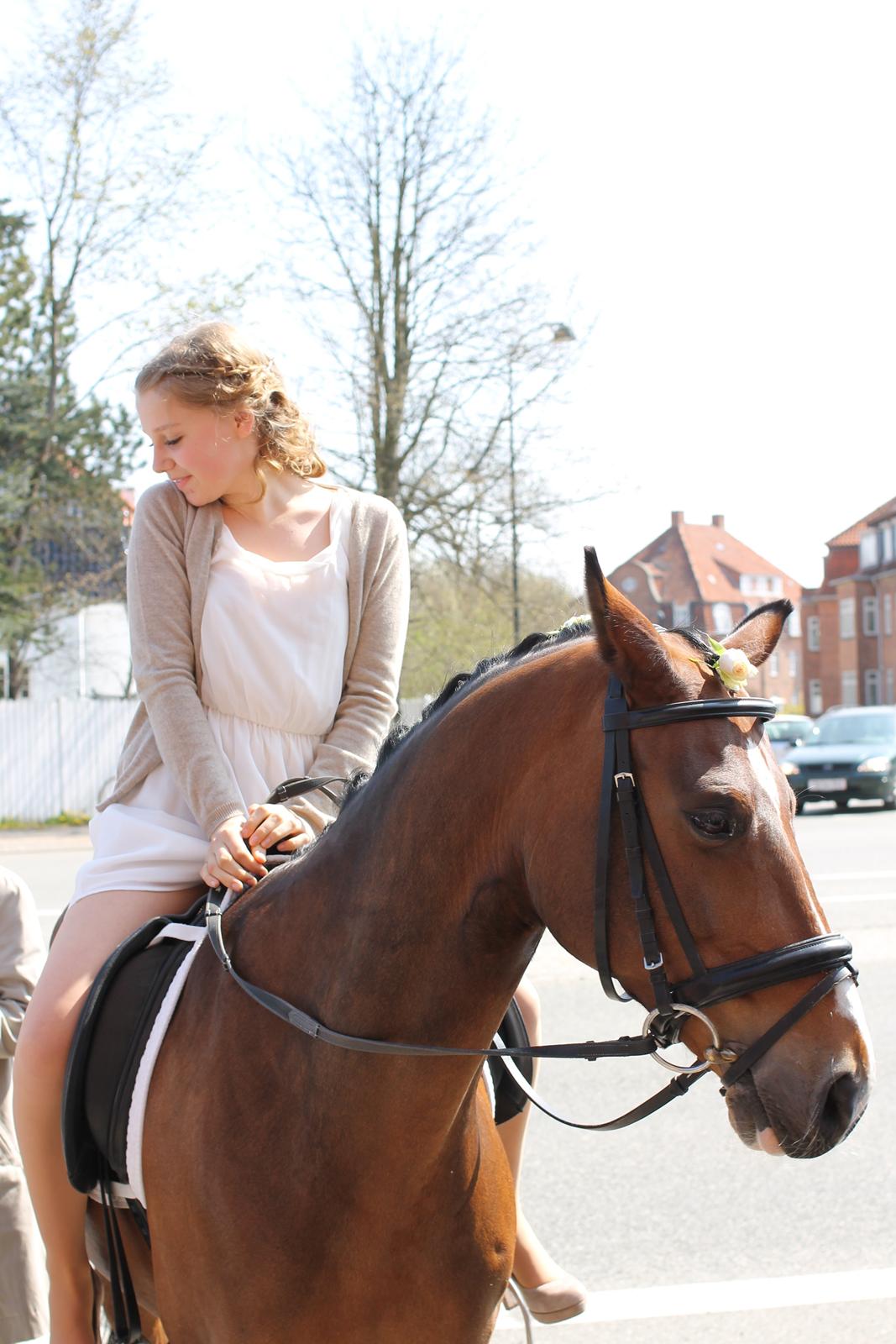 DSP Toftegårdens Alcazar B-pony billede 4