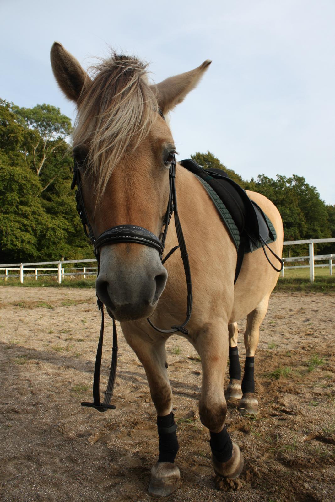 Fjordhest Hjorthøj´s Note billede 6