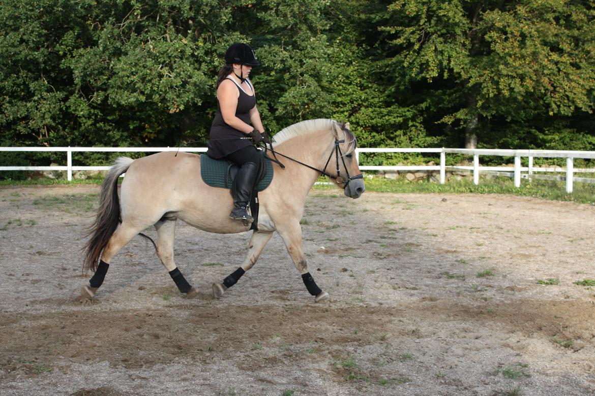 Fjordhest Hjorthøj´s Note - 3. gang jeg rider hende :D billede 9