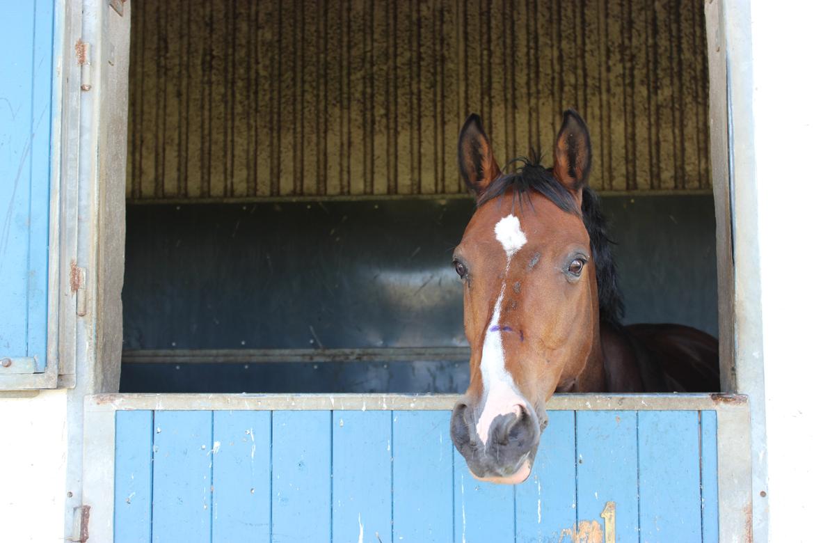 DSP Toftegårdens Alcazar B-pony billede 9