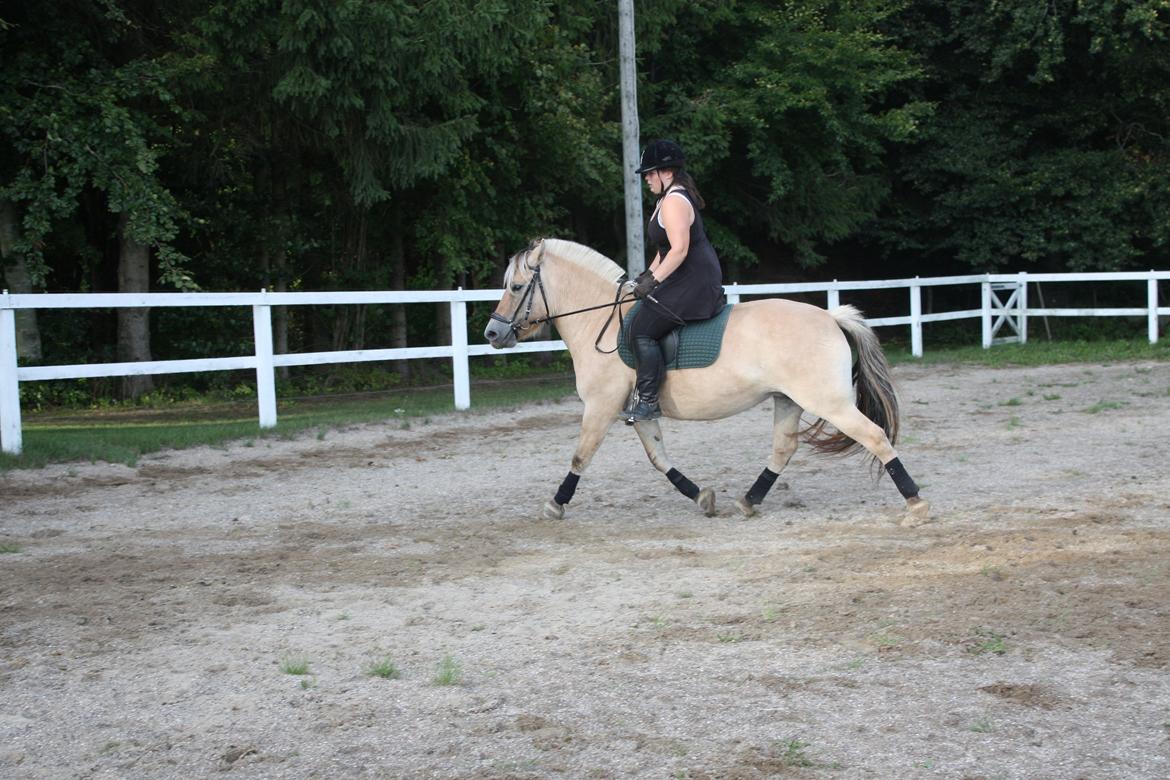 Fjordhest Hjorthøj´s Note billede 10