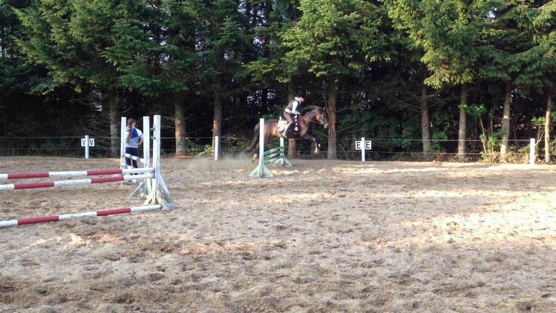 New Forest Marrondales Floyd billede 21