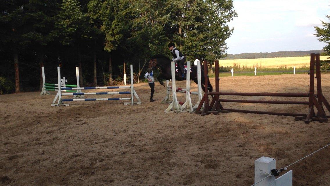 New Forest Marrondales Floyd billede 22