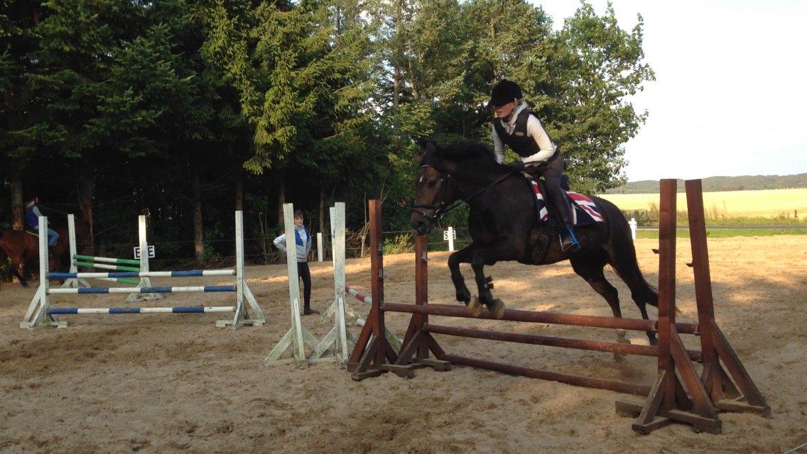 New Forest Marrondales Floyd billede 23