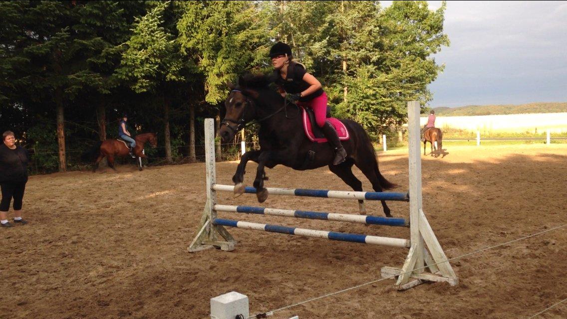 New Forest Marrondales Floyd billede 24