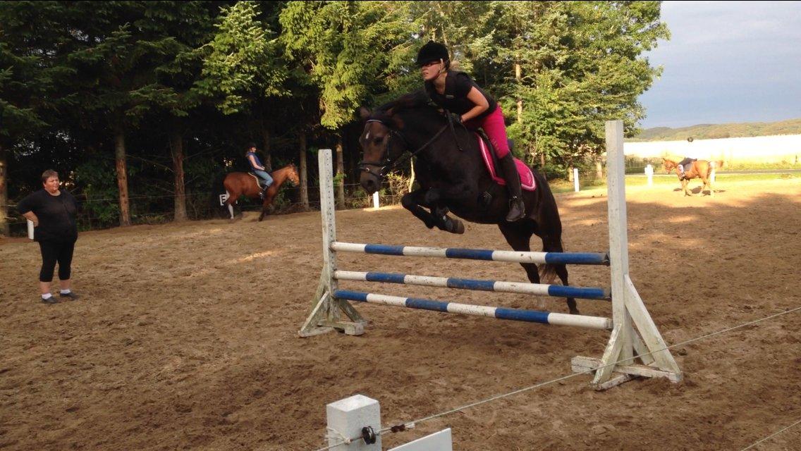 New Forest Marrondales Floyd billede 25