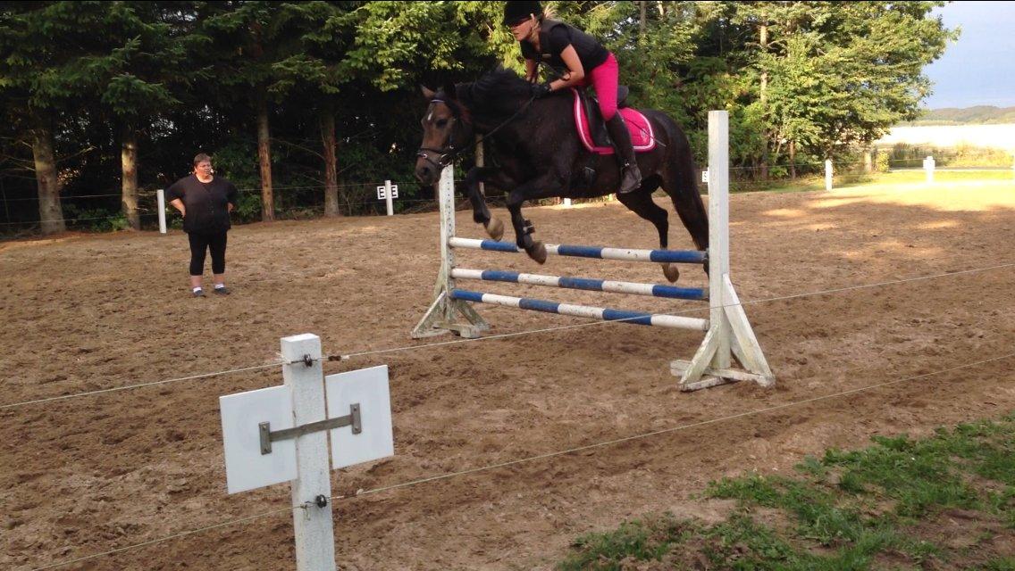 New Forest Marrondales Floyd billede 26