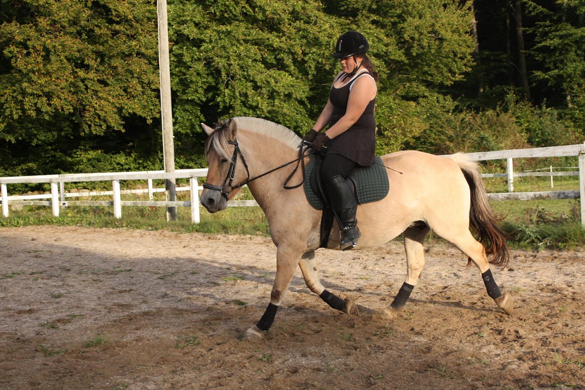 Fjordhest Hjorthøj´s Note billede 11