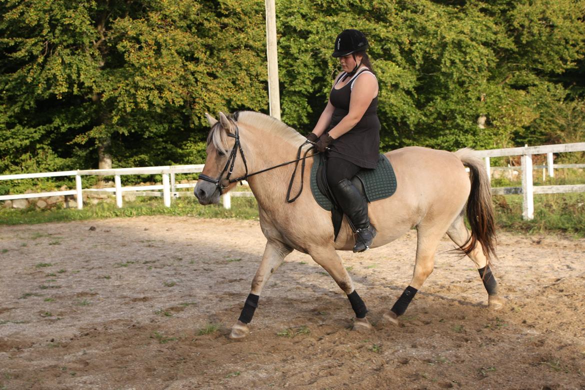 Fjordhest Hjorthøj´s Note billede 12