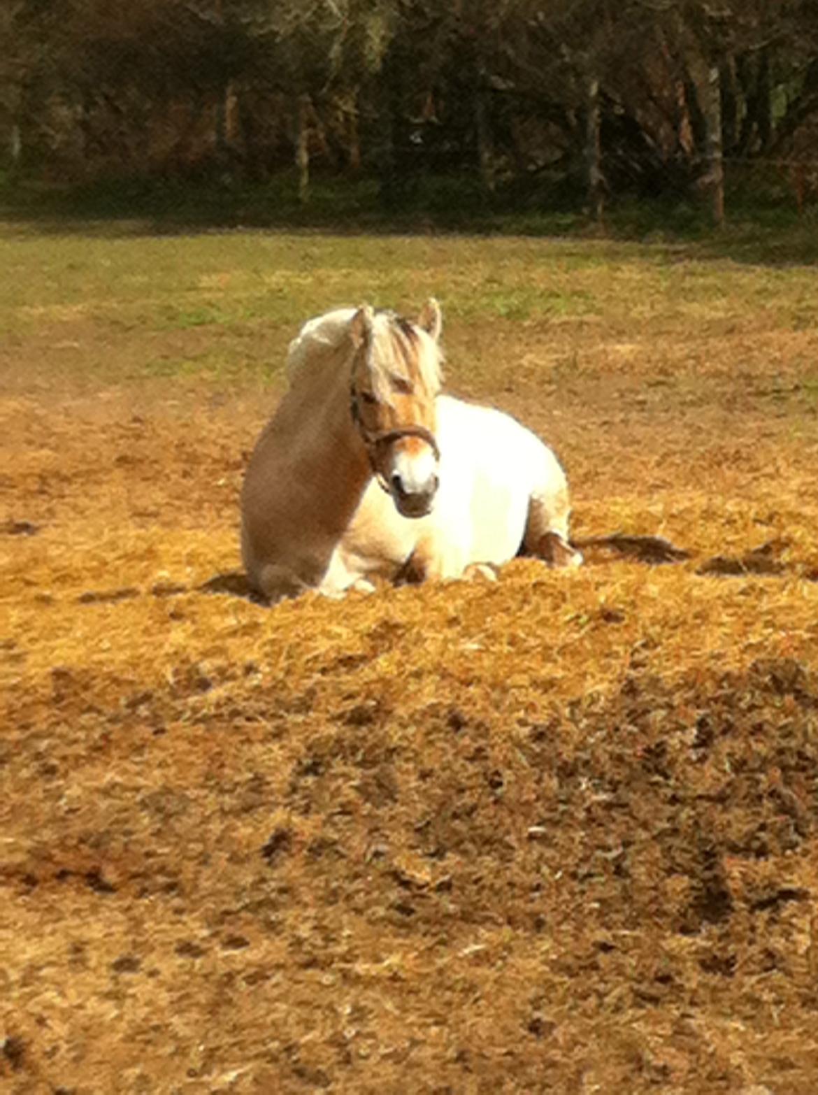 Fjordhest Hjorthøj´s Note - Nat naat Note mus :* billede 13