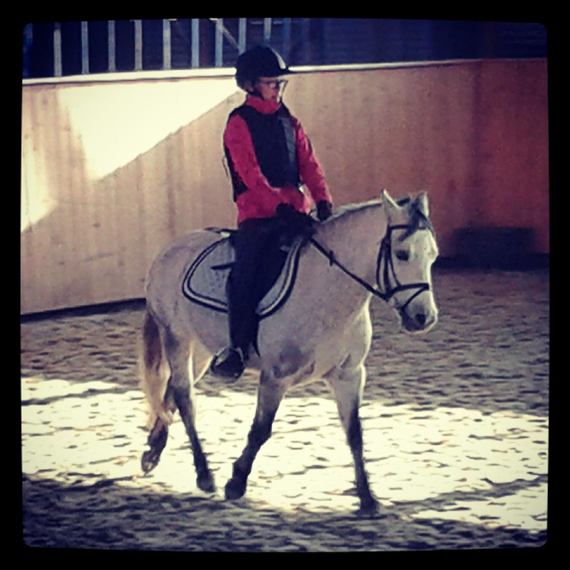 Welsh Pony (sec B) Dustin ~Bedste ven~ - en af de første rdeture, der nåede og skete meget på det år. billede 9