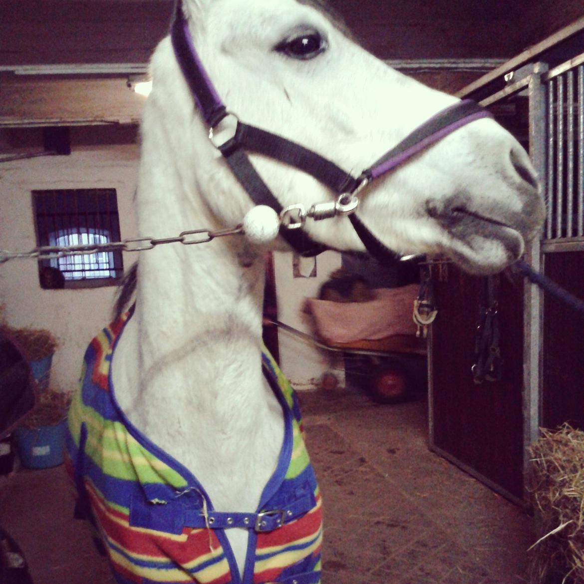 Welsh Pony (sec B) Dustin ~Bedste ven~ - en kold vinter mandag, hvor dotte er tilfreds efter træning billede 11