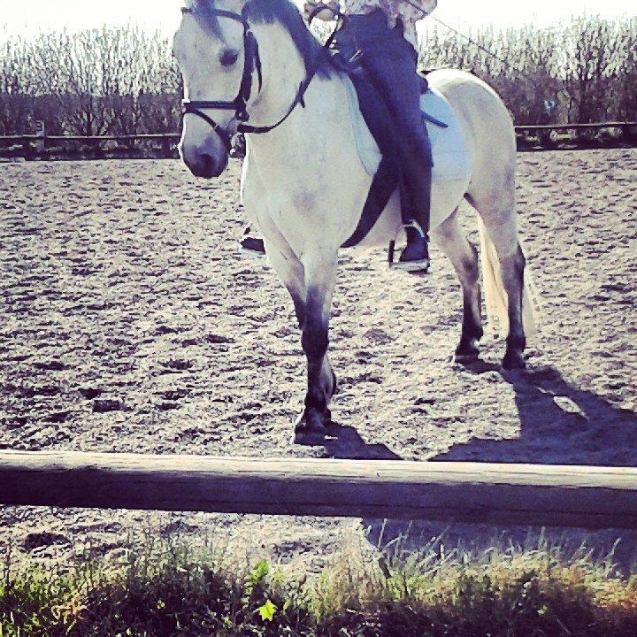 Welsh Pony (sec B) Dustin ~Bedste ven~ - april træning<3 billede 3