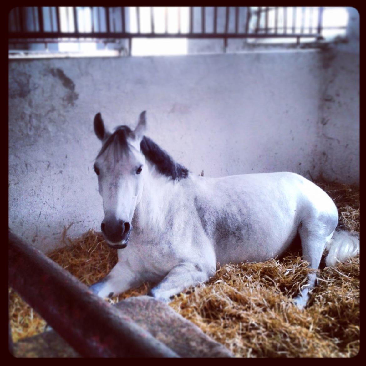 Welsh Pony (sec B) Dustin ~Bedste ven~ - Bare en helt normal tidlig morgen på gården, hvor dotte morgenhygger billede 7
