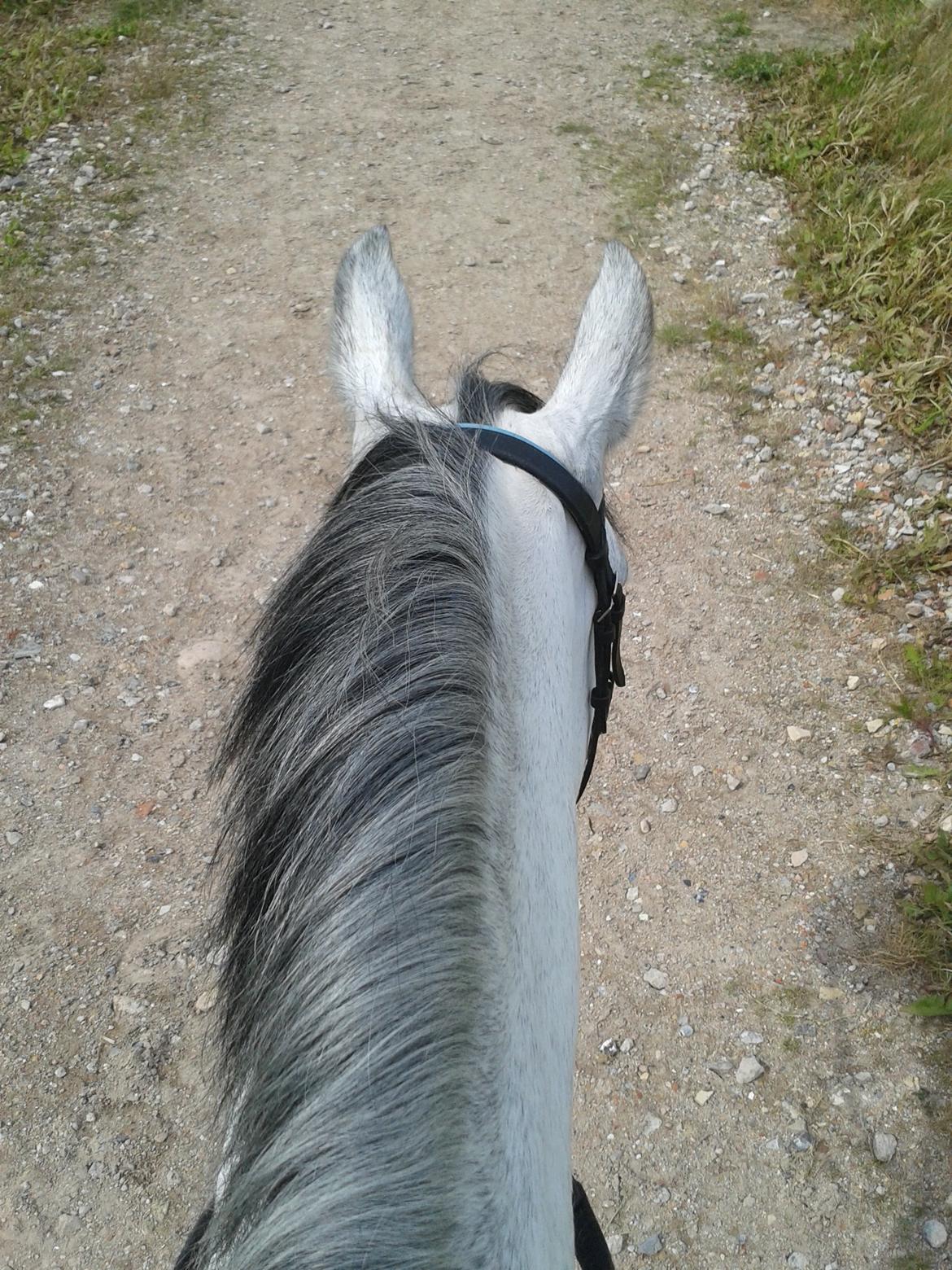 Welsh Pony (sec B) Dustin ~Bedste ven~ - man kan ikke andet end at holde af dette skønne væsen:-) billede 4