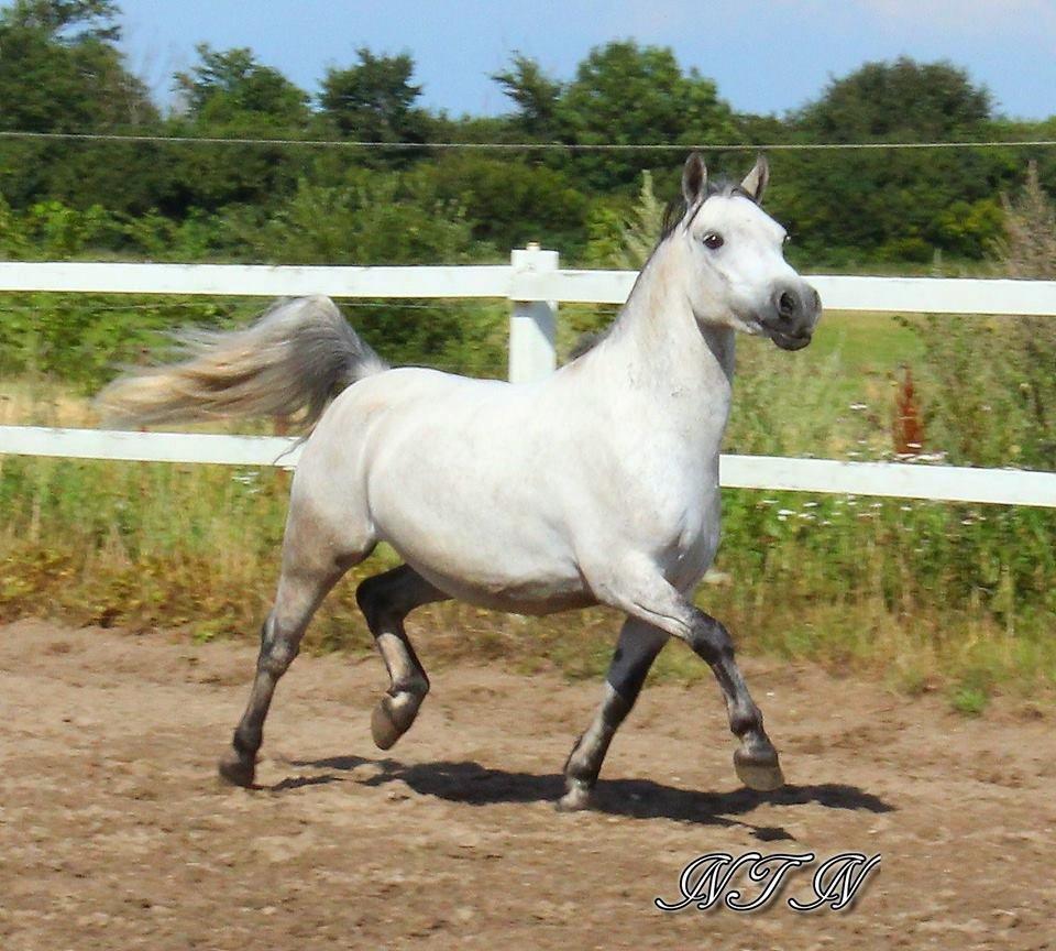 Welsh Pony (sec B) Dustin ~Bedste ven~ - vELKOMMEN TIL DOTTE'S PROFIL
begrund lav eller middel billede 1