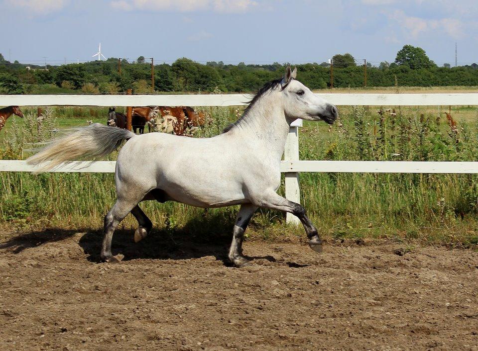 Welsh Pony (sec B) Dustin ~Bedste ven~ - dette her billede beskriver dotte som han var, en rigtig blærerøv billede 5