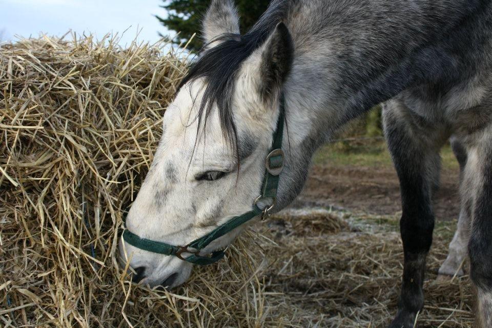 Anden særlig race Casjang (solgt) billede 13