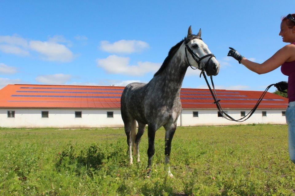 Anden særlig race Casjang (solgt) billede 14