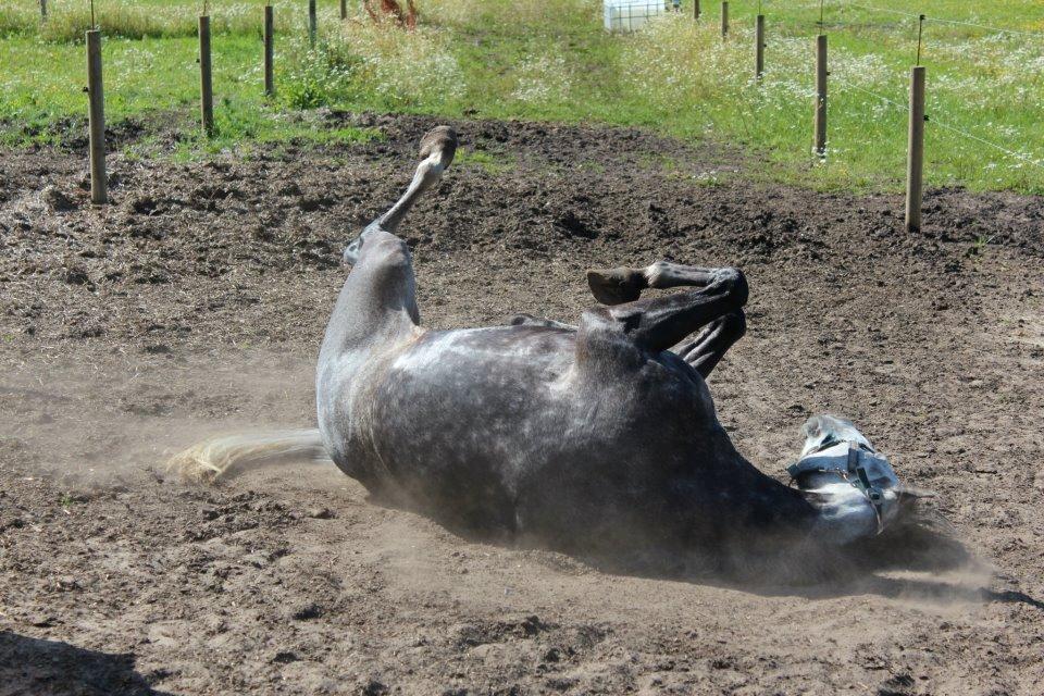 Anden særlig race Casjang (solgt) billede 15