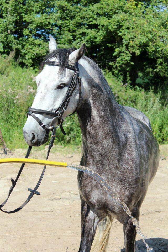 Anden særlig race Casjang (solgt) billede 16