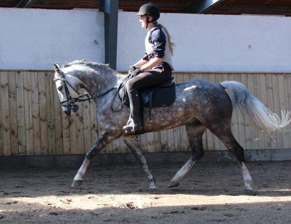 Anden særlig race Casjang (solgt) billede 1