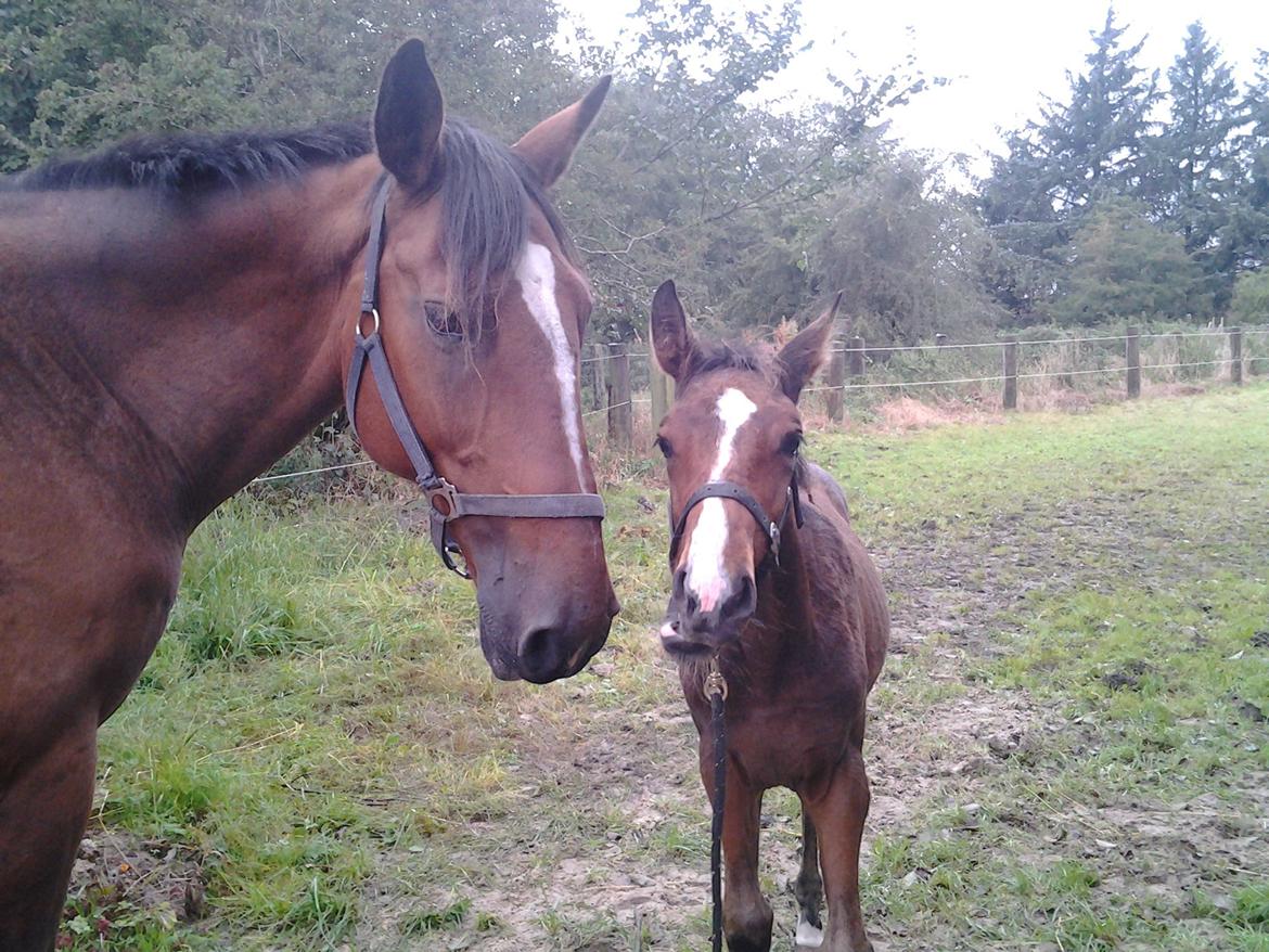 Dansk Varmblod Lille pigen - indtil videre billede 13