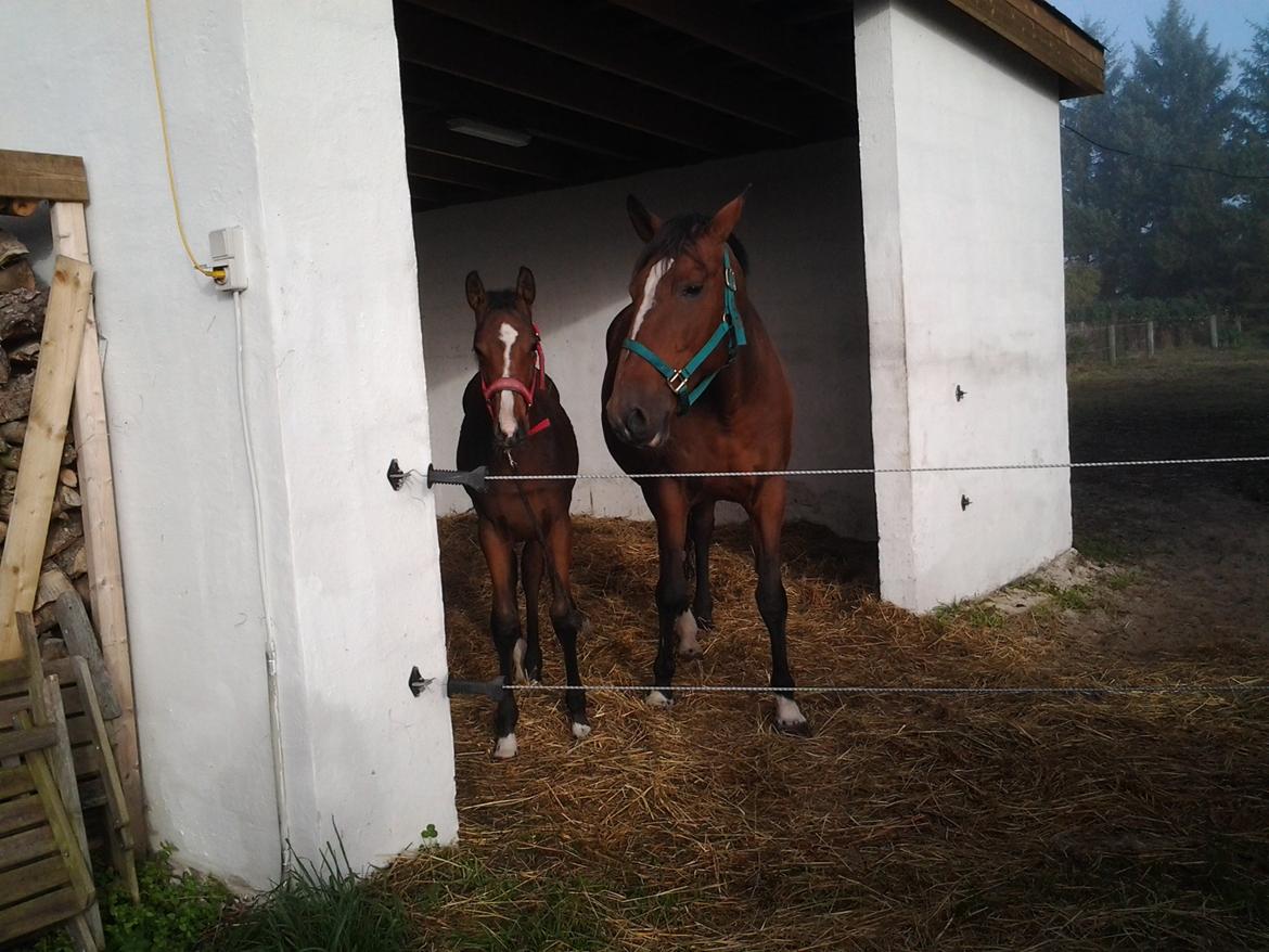 Dansk Varmblod Lille pigen - indtil videre billede 14