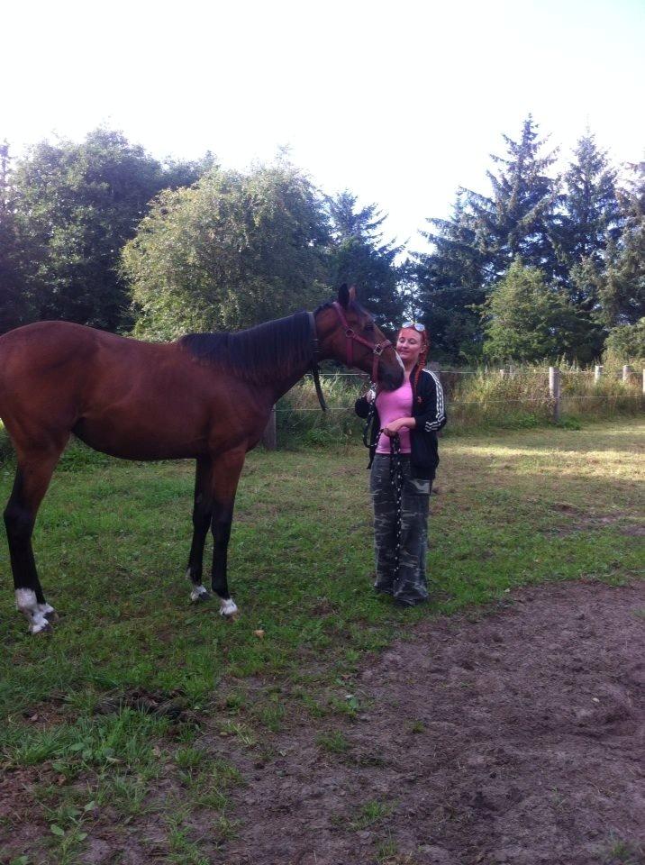 Dansk Varmblod Lille pigen - indtil videre billede 15