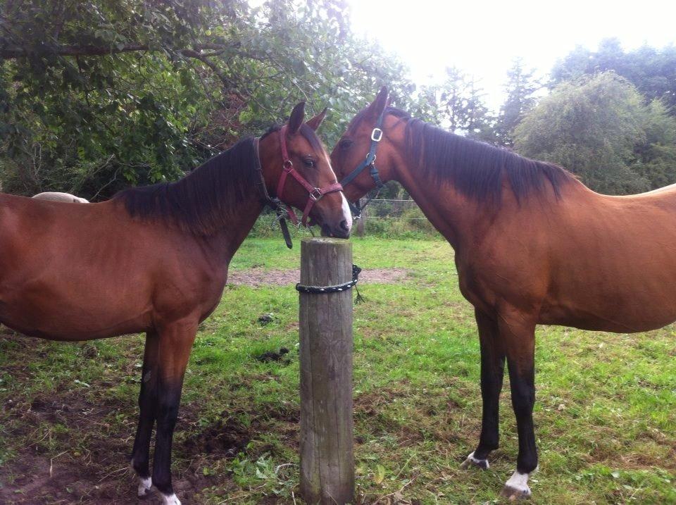 Dansk Varmblod Lille pigen - indtil videre - Mor:174cm
Diva: 15måneder & .. Allerede ved at indhente sin mors højde .. UH!  billede 16