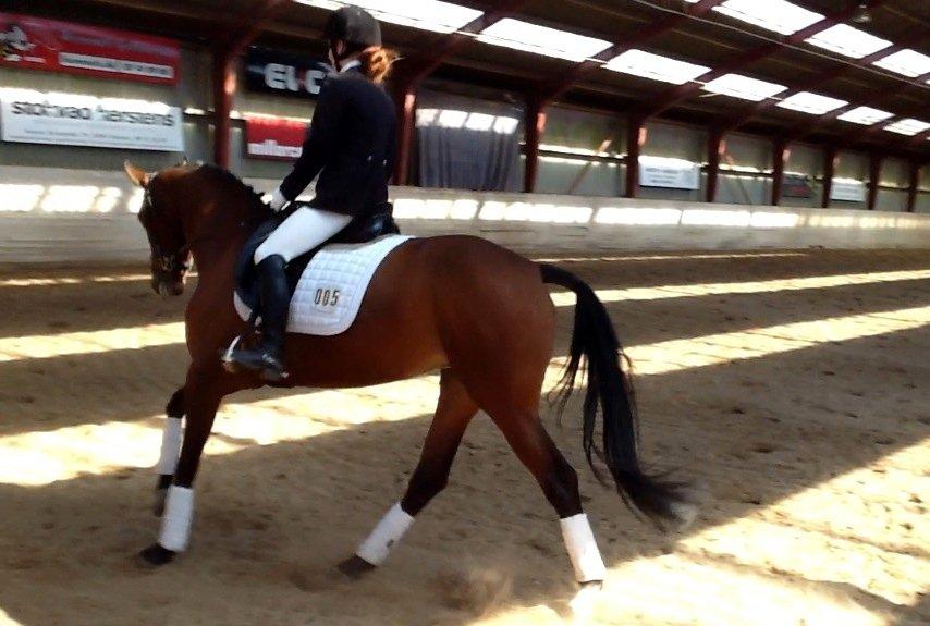 Dansk Varmblod Alicia - Stævne i April 2013 - 1. plads billede 16