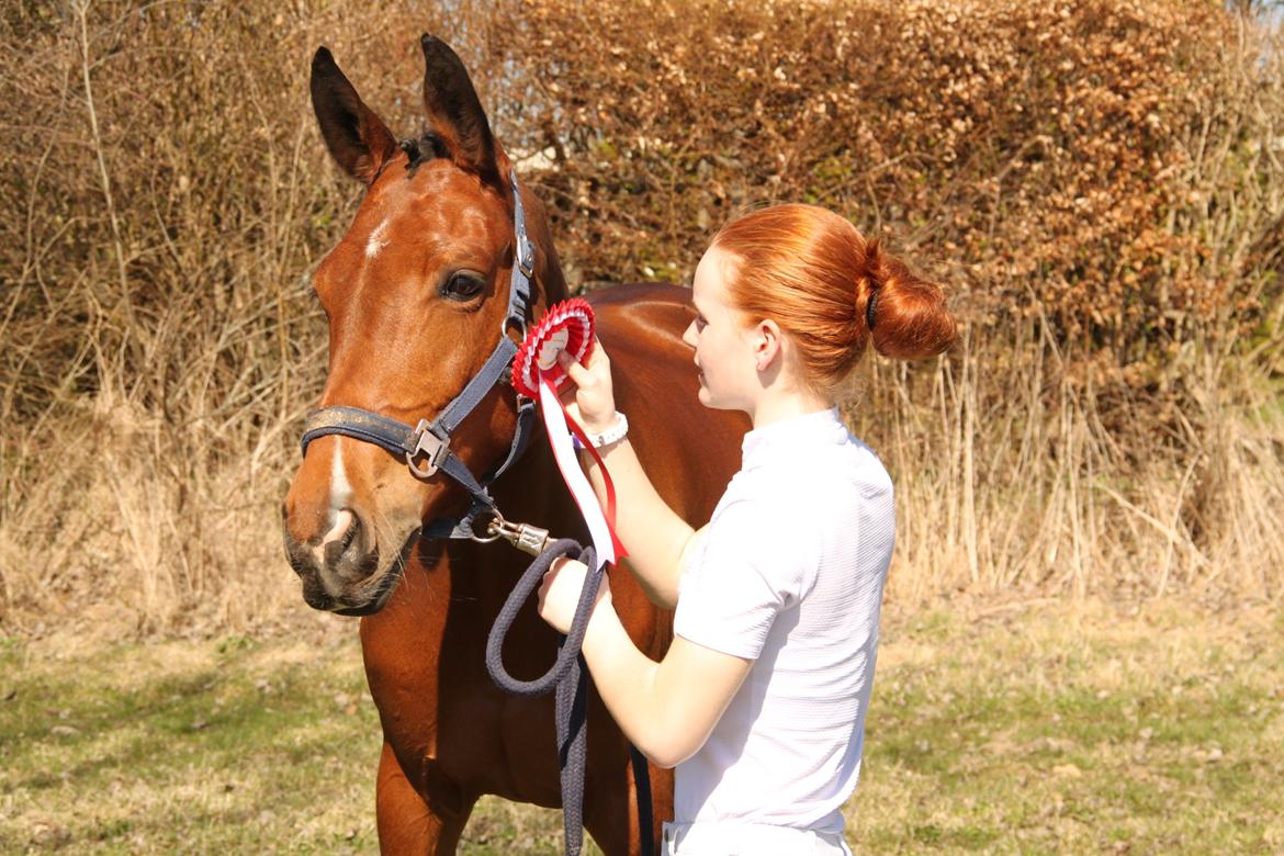 Dansk Varmblod Alicia - Dygtig baby - rakte til en 1. plads i LB123% klassen  billede 17