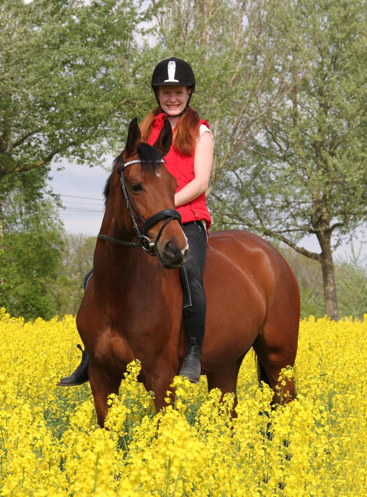 Dansk Varmblod Alicia - Den bedste!<3 billede 18