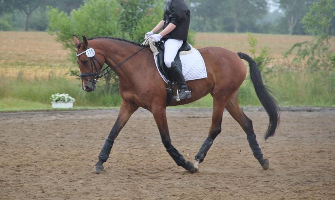 Dansk Varmblod Alicia - Opvarmning til sommerstævne 2012 billede 13