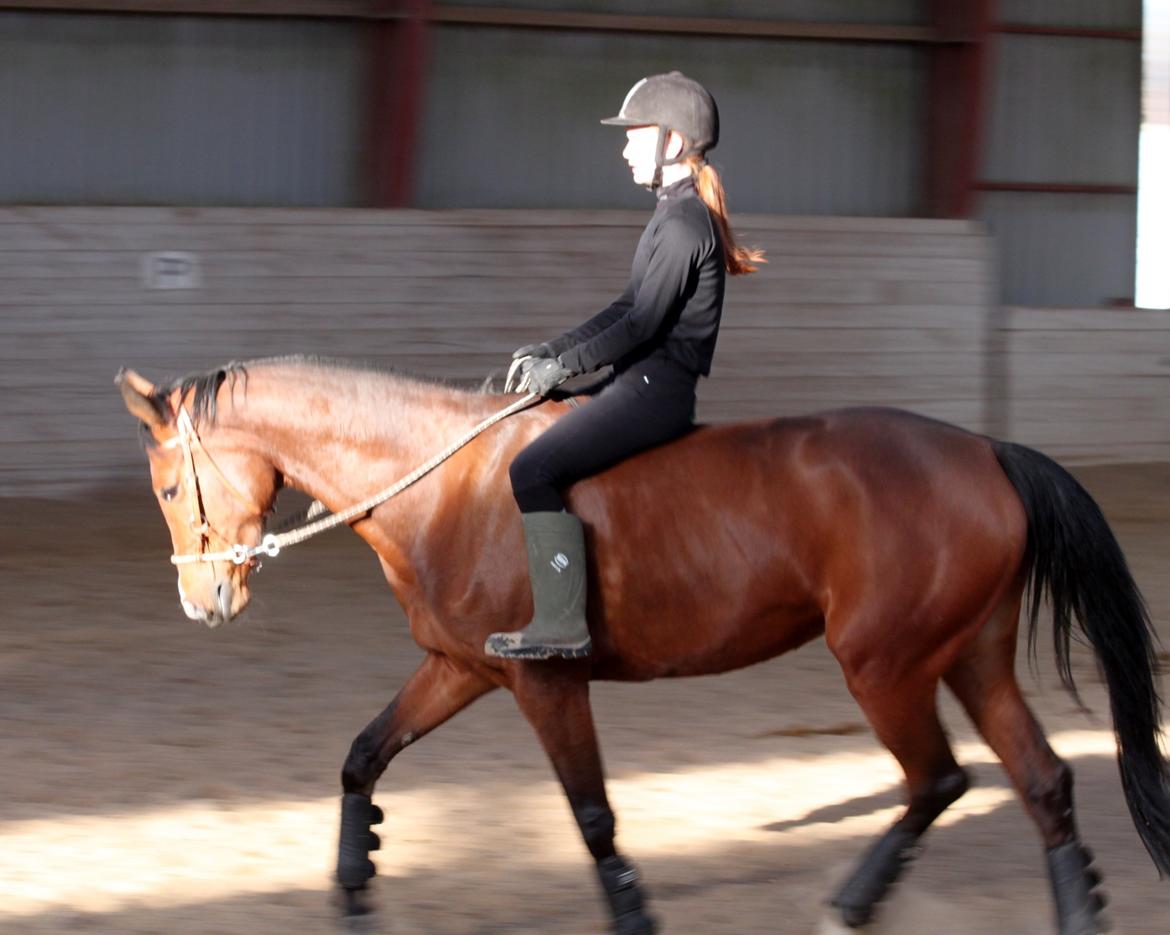 Dansk Varmblod Alicia - 2013 - Hyggeridning med sidepull ;) billede 14