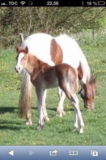 Anden særlig race Kjelstrups Shadow (himmelhest) billede 7