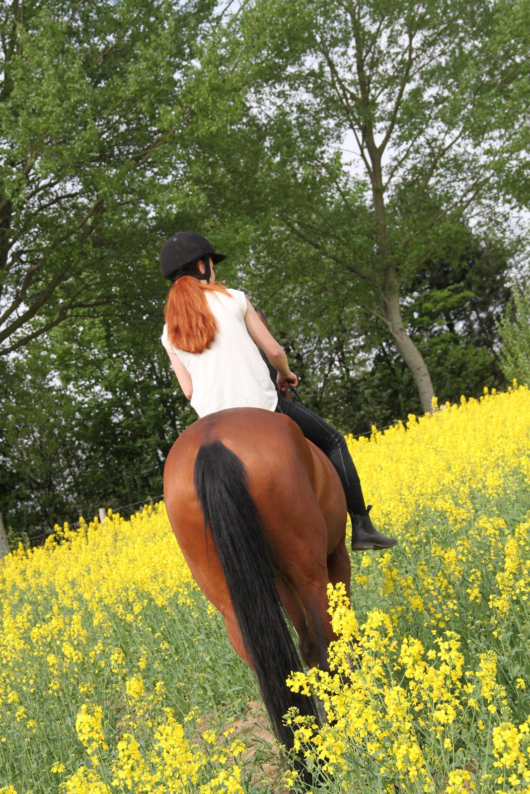 Dansk Varmblod Alicia - Når enden er god er alting godt ;p  billede 20