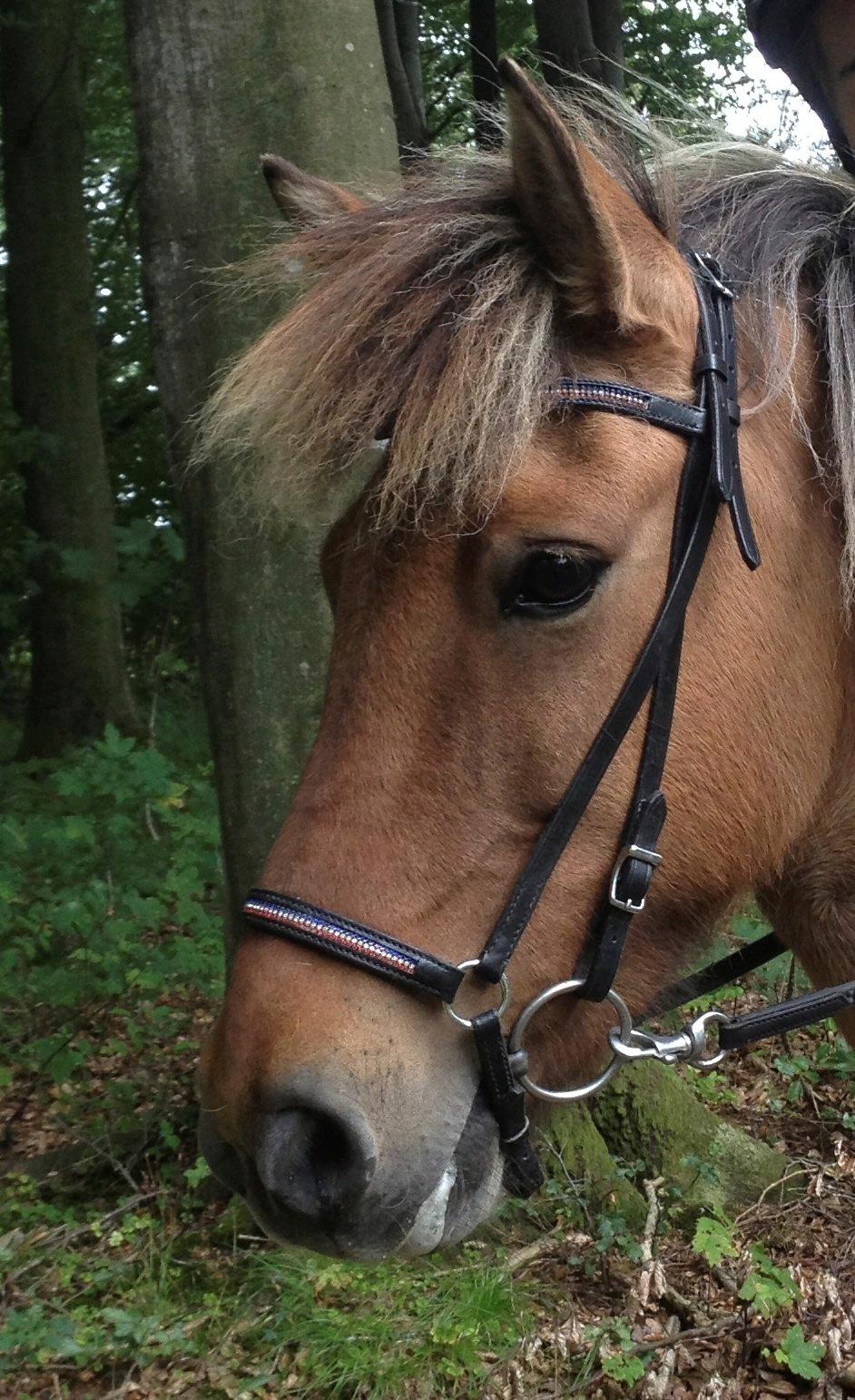 Islænder Blika fra Litlu-Sandvik <3 - Det smukkeste <3 billede 14
