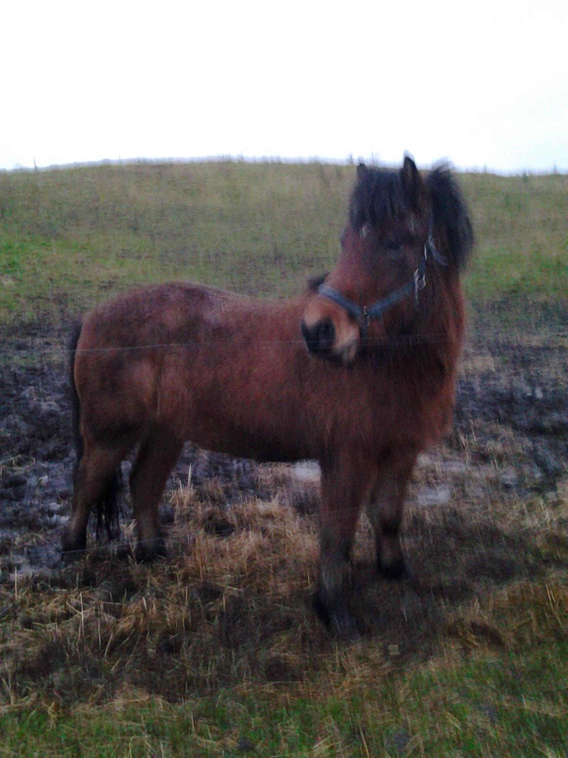 Islænder Sindri fra Spøttrup Mark - 1. dec 2012. Trold er ankommet til sit nye hjem, i regn og sjask.... billede 3