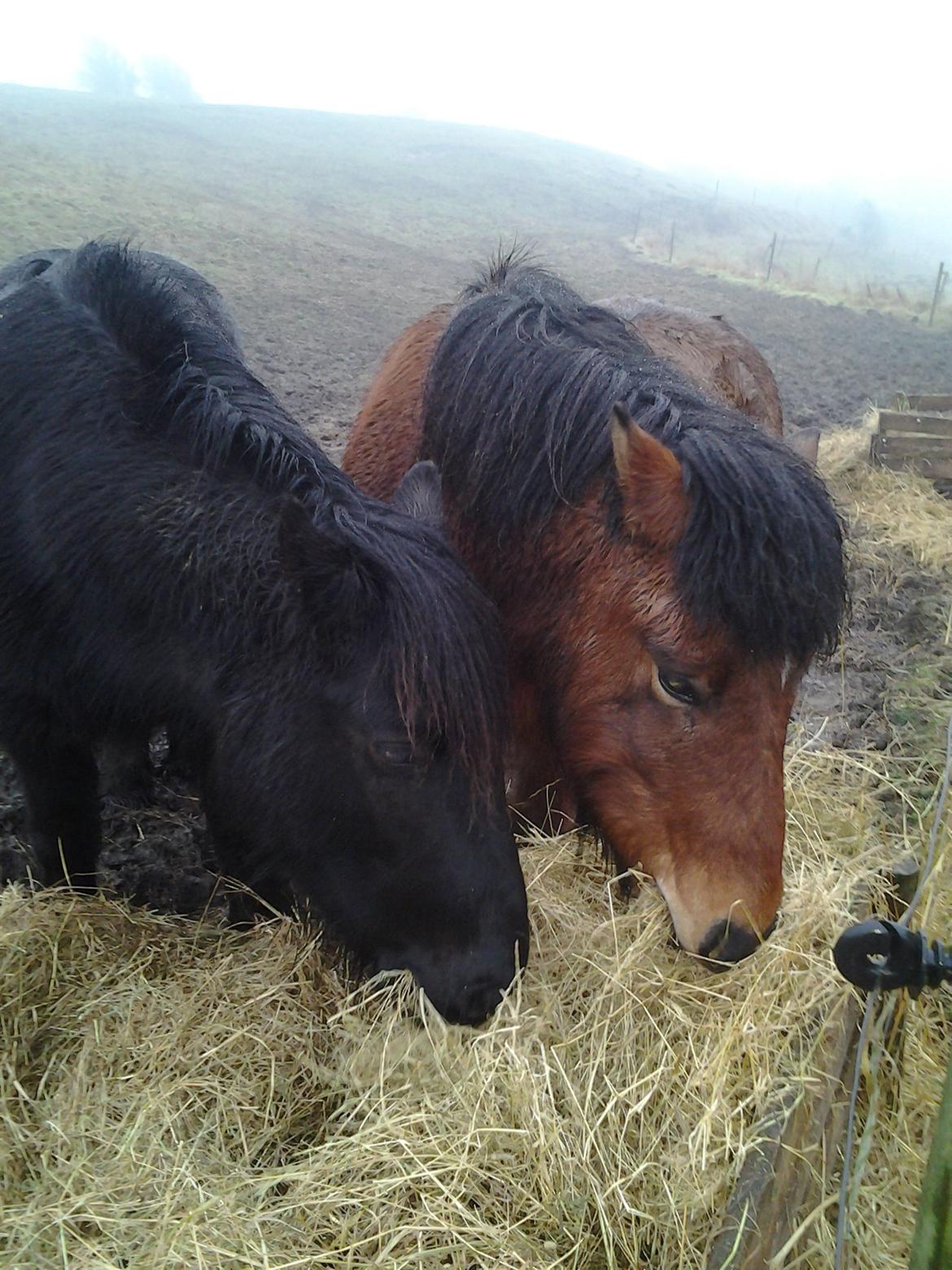 Islænder Sindri fra Spøttrup Mark - Sindri og hans nyfundne veninde Rose nyder en balle hø. billede 4