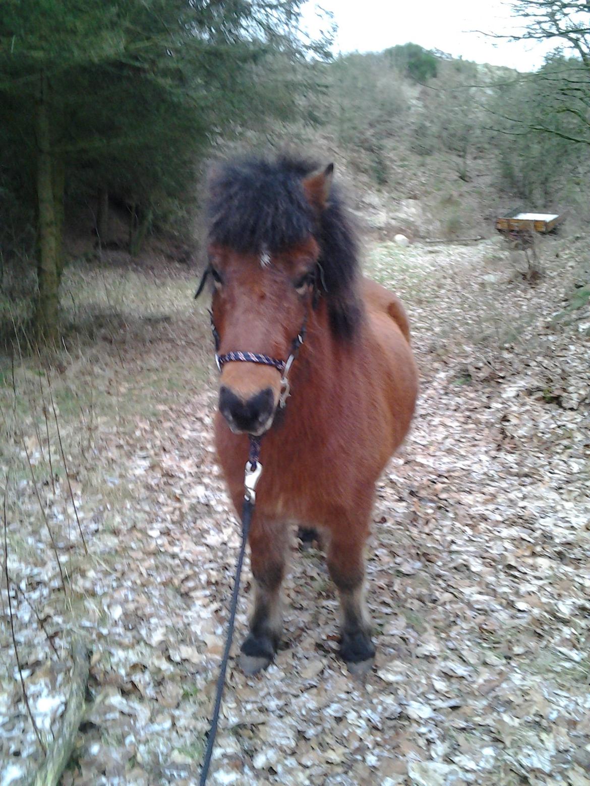 Islænder Sindri fra Spøttrup Mark - Sindri elsker at komme med ud på tur. billede 5