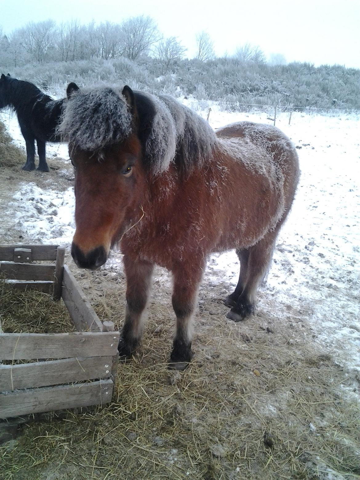 Islænder Sindri fra Spøttrup Mark - En ægte ishest. billede 6