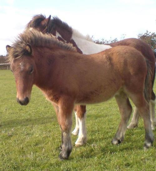 Islænder Sindri fra Spøttrup Mark - Billede fra Joras, Sindri som åring. billede 7