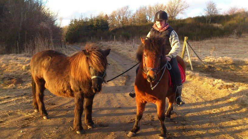 Islænder Sindri fra Spøttrup Mark - Under rytter for anden gang, vi har Sindri's m.ormor, Tinna fra Fjalli, med som støttepædagog billede 13