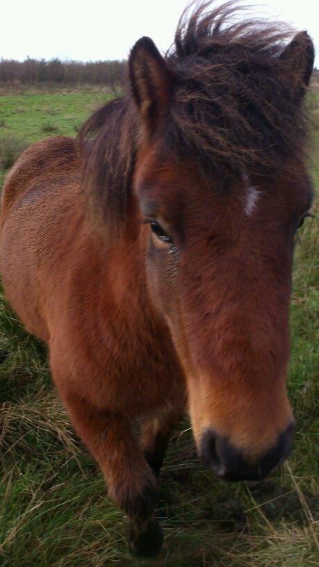 Islænder Sindri fra Spøttrup Mark - Mit første møde med Sindri fra Spøttrup Mark billede 2