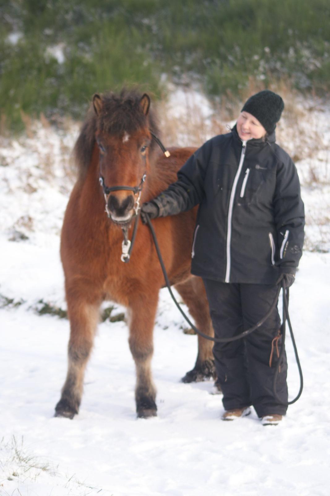 Islænder Sindri fra Spøttrup Mark - Med bid for første gang. billede 8