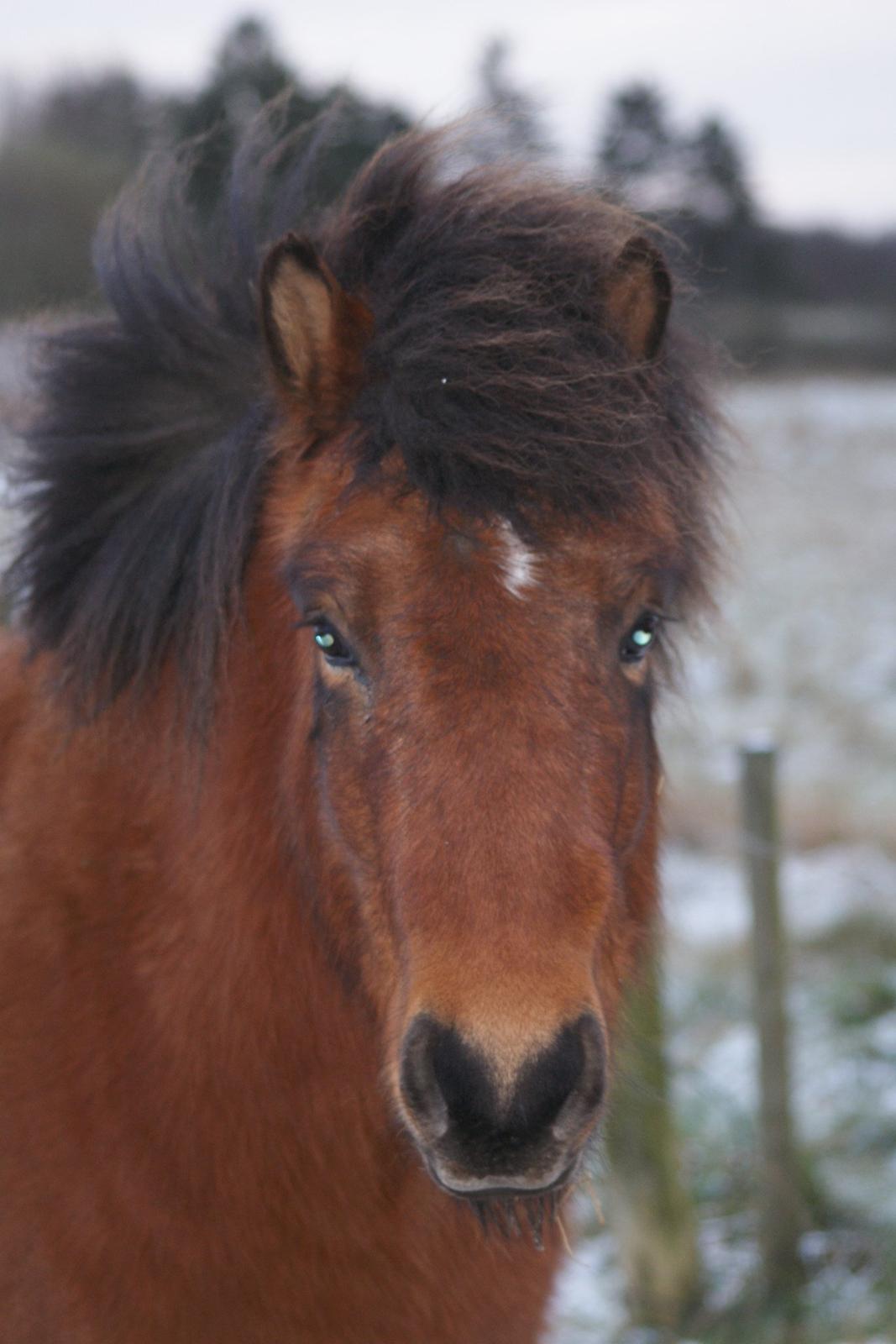 Islænder Sindri fra Spøttrup Mark billede 11