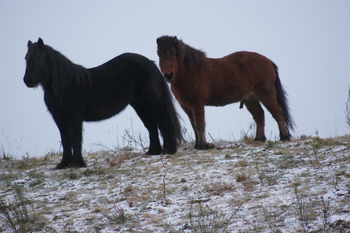 Islænder Sindri fra Spøttrup Mark - Sindri og Rose på bakketoppen. billede 10